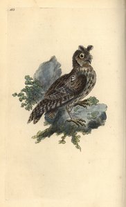 Mindre penna eller sibirisk öronuggla, Strix pulchella. (Scops owl, Otus scops?) Handfärgad kopparplåt ritad och graverad av Edward Donovan från hans egen "Natural History of British Birds", London av Edward Donovan