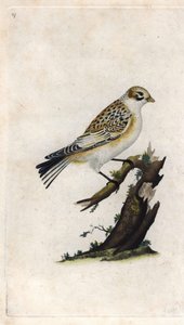 Snösparv. Plectrophenax nivalis (Emberiza nivalis). Kopparstick av Edward Donovan (1768-1837), publicerad i Histoire naturelle des oiseaux britanniques, London av Edward Donovan
