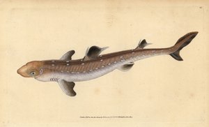 Pigghaj, Squalus acanthias (plockad haj eller hundfisk). Sårbar. Handfärgad kopparplåt ritad och graverad av Edward Donovan från hans Natural History of British Fishes, Donovan och F.C. och J. Rivington, London