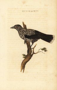 Fläckig nötknäppare, Nucifraga caryocatactes av Edward Donovan