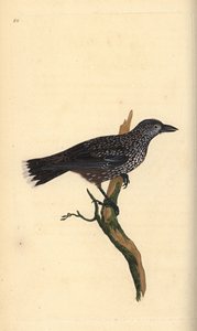 Fläckig nötknäppare, Nucifraga caryocatactes. Handfärgad kopparplåt ritad och graverad av Edward Donovan från hans egen "Natural History of British Birds", London av Edward Donovan
