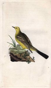 Vårens vipstjärt. Motacilla flava. Kopparstick av Edward Donovan (1768-1837), publicerad i Natural History of British Birds, London av Edward Donovan