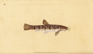 Sten loach, Barbatula barbatula (skäggig loche, Cobitis barbatula). Handfärgad kopparplåt ritad och graverad av Edward Donovan från hans Natural History of British Fishes, Donovan och F.C. och J. Rivington, London av Edward Donovan