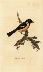 Stonechat, Saxicola rubicola av Edward Donovan