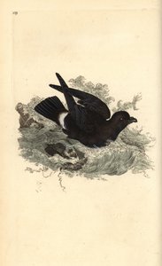 Stormsvala, Hydrobates pelagicus. Handfärgad kopparplåt ritad och graverad av Edward Donovan från hans egen "Natural History of British Birds", London av Edward Donovan