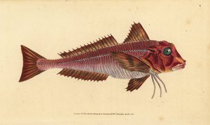 Strimig gurnard, Trigloporus lastoviza (Trigla lineata). Handfärgad kopparplåt ritad och graverad av Edward Donovan från hans Natural History of British Fishes, Donovan och F.C. och J. Rivington, London av Edward Donovan