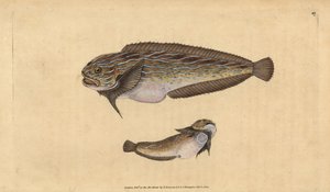 Randig sjönagel, Liparis liparis liparis (Unctuous lumpsucker, Cyclopterus liparis). Handfärgad kopparplåt ritad och graverad av Edward Donovan från hans Natural History of British Fishes, Donovan och F.C. och J. Rivington, London av Edward Donovan