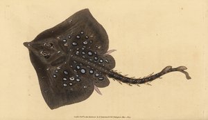 Törnrocka, Raja clavata. Nästan hotad. Handkolorerat kopparstick tecknat och graverat av Edward Donovan från hans Natural History of British Fishes, Donovan and F.C. and J. Rivington, London. av Edward Donovan