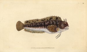 Tompot blenny, Parablennius gattorugine (Gattorugine, Blennius gattorugine). Handfärgad kopparplåt ritad och graverad av Edward Donovan från hans Natural History of British Fishes, Donovan och F.C. och J. Rivington, London av Edward Donovan