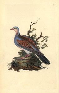 Turturduva, Streptopelia turtur. Handfärgad kopparplåt ritad och graverad av Edward Donovan från hans egen "Natural History of British Birds" (1794-1819). Edward Donovan (1768-1837) var en anglo-irländsk amatörzoolog, författare, konstnär och gravör. Han w av Edward Donovan