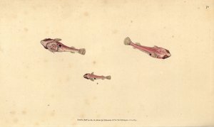 Tvåfläckig lingfisk, Diplecogaster bimaculata bimaculata (Bimaculated sucker, Cyclopterus bimaculatus). Handfärgad kopparplåt ritad och graverad av Edward Donovan från hans Natural History of British Fishes, Donovan och F.C. och J. Rivington, London av Edward Donovan