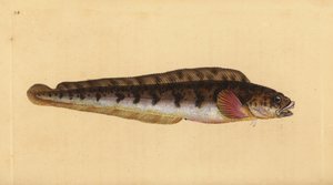 Viviparous ålkylta, Zoarces viviparus (Viviparus blenni, Blennius viviparus). Handfärgad kopparplåt ritad och graverad av Edward Donovan från hans Natural History of British Fishes, Donovan och F.C. och J. Rivington, London av Edward Donovan