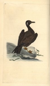 Vagelmås, ungar av svartryggen, Larus marinus. Handfärgad kopparplåt ritad och graverad av Edward Donovan från hans egen "Natural History of British Birds", London av Edward Donovan