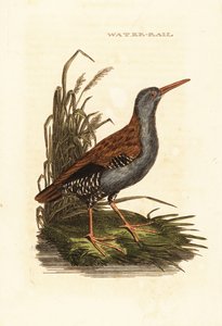 Vattenräls, Rallus aquaticus av Edward Donovan
