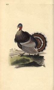 Vild kalkon, Meleagris gallopavo. Handfärgad kopparplåt ritad och graverad av Edward Donovan från hans egen "Natural History of British Birds", London av Edward Donovan