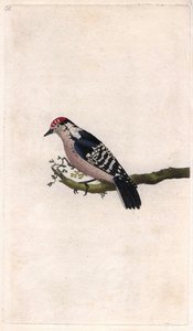 Hackspett. Dendrocopos minor (Picus minor). Kopparstick av Edward Donovan (1768-1837), publicerad i Natural History of British Birds, London av Edward Donovan