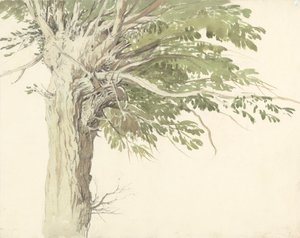 Studie av ett pollardträd - en pil av Edward Duncan