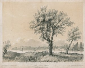 Willows på Themsen vid Battersea