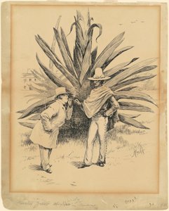 Kaktus från Mexiko av Edward Kemble