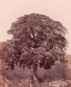 trädstudie, 1850-53. av Edward King Tenison
