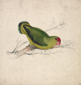Abessinsk parakit (bild 39) av Edward Lear