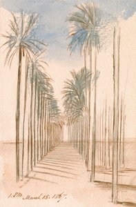 Trädallén av Edward Lear