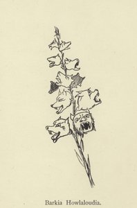 Barkia Howlaloudia av Edward Lear