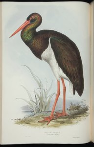 Black Stork, från "The Birds of Europe" av John Gould av Edward Lear