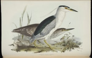 Common Night Heron, från "The Birds of Europe" av John Gould av Edward Lear