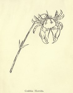 Crabbia Horrida av Edward Lear