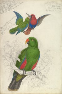 Eclectus Roratus Polychloros, ca. 1830-32. av Edward Lear