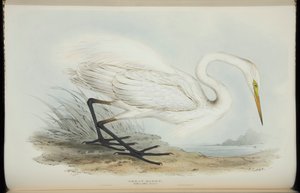 Great Egret, från "The Birds of Europe" av John Gould av Edward Lear
