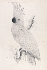 Liten svavelkronad kakadua (bild 4) av Edward Lear