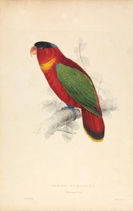 Lorius Domicella / Svartmössad lorry (bild 37) av Edward Lear