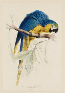Macrocercus ararauna.  Blå-gul ara. av Edward Lear