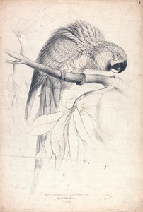Macrocerus Ararauna / Blå-gul ara / 2/3 av naturlig storlek (plansch 8) av Edward Lear
