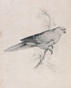 Stillahavsparakit (bild 26) av Edward Lear