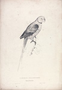 Palaeornia Columbiodes / Duvpapegoja (plansch 31) av Edward Lear
