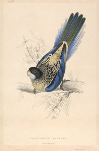 Platycercus brownii / Browns parakit av Edward Lear