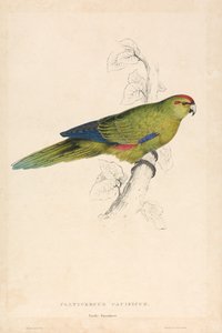 Platycercus pacificus / Stillahavsparakit (bild 26) av Edward Lear