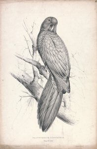 Platycereus tabuensis / Tabuan-parakaktus (Plansch 16) av Edward Lear