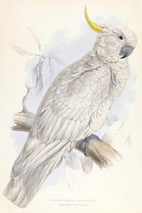 Plyctolophus Galeritus. Större svavelhuvad kakadua. av Edward Lear