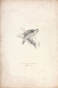 Psittacula rubrifrons/Rödpannad parakit (bild 41) av Edward Lear
