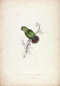Psittacula swinderniana. Swinderns papegoja av Edward Lear