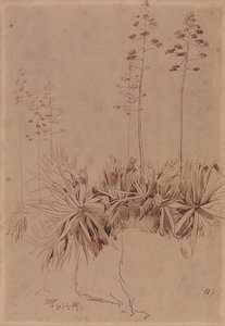 Reggio av Edward Lear