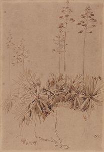 Reggio av Edward Lear