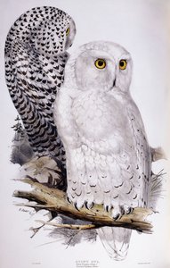 Snöuggla, 1832-1837 av Edward Lear