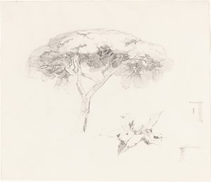 Paraply Pine och andra studier av Edward Lear