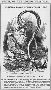 Charles Darwin, Punchs snygga porträtt, nr 54, illustration från 