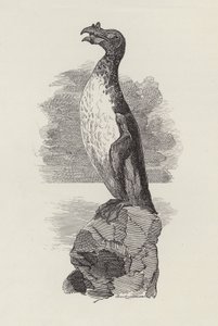 Illustration för The Water-Babies av Charles Kingsley (gravyr) av Edward Linley (after) Sambourne